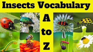 Insects Vocabulary A to Z Full Version🐜🐝| Bugs Vocabulary | Bugs & Insects Names 30+ Minutes Episode