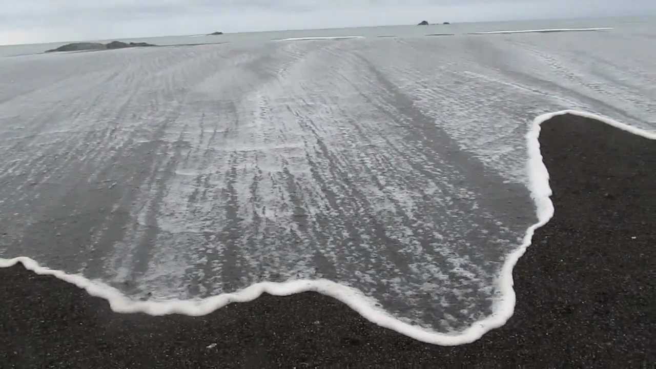 birds & harbor seals, Jenner, CA YouTube