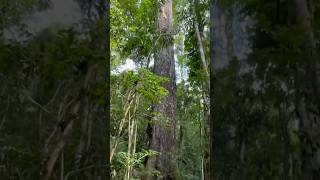 El árbol de la copaiba en la profundidad de los bosques 🌳