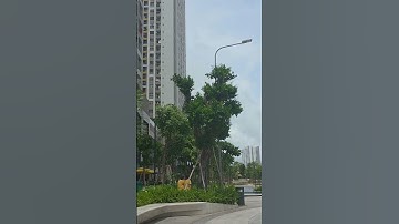 Bán và cho thuê căn hộ Q7 Saigon Riverside Complex Quận 7 . ac đang tìm căn hộ quận 7 thì ib SongLe