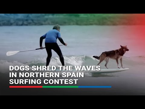 Dogs shred the waves in northern Spain surfing contest