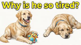 What is IMHA in DOGS | The Hidden Disease That Changes a Dog Overnight