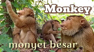 monkey || monyet besar