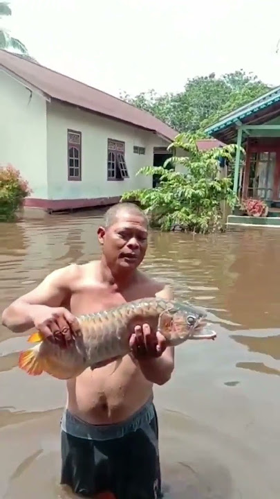 10 juta melayang #shorts #arowana #arwana