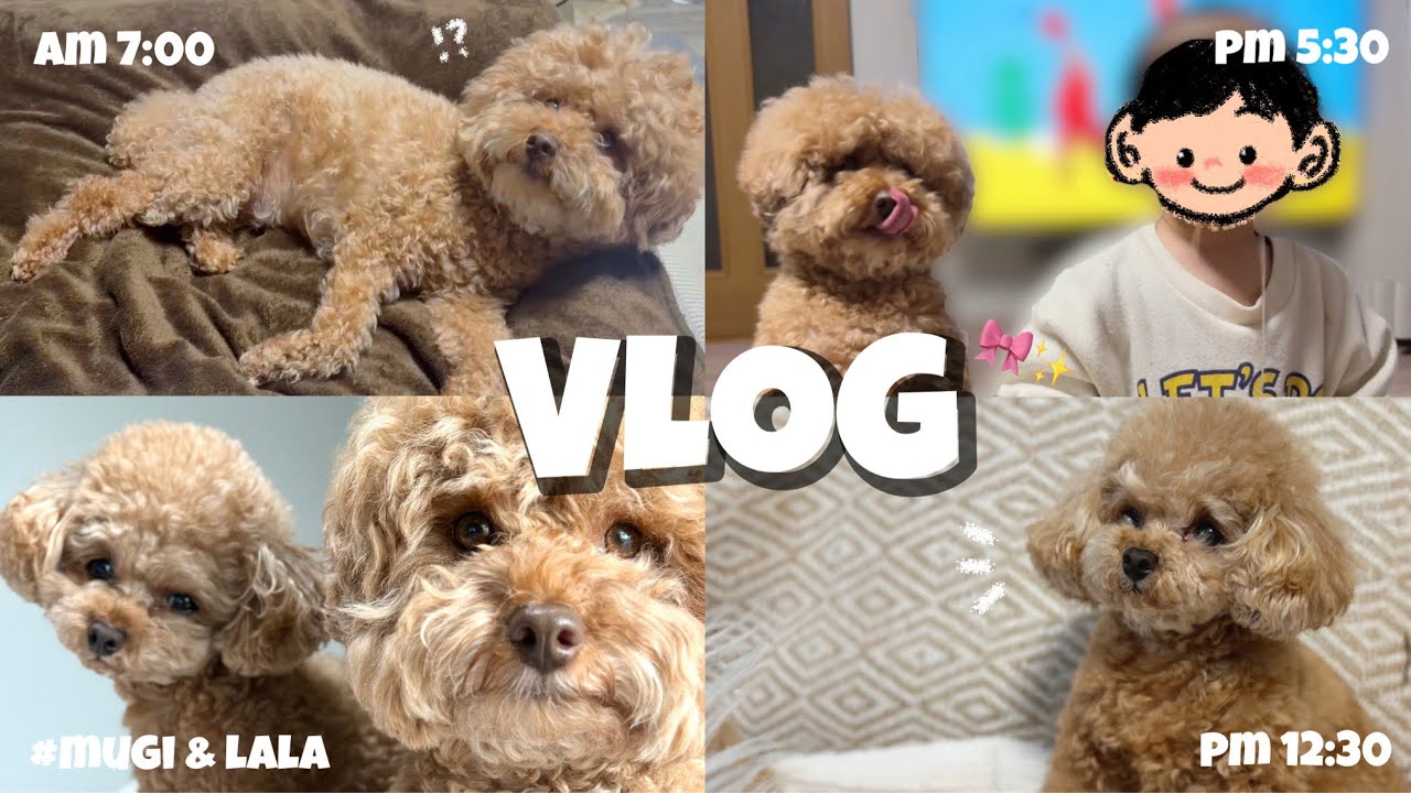 【トイプードル】でこぼこコンビ むぎとららのとある1日🐶 ｜Vlog 🐾