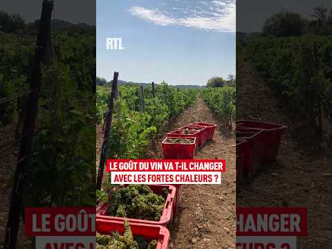 Miniature de la vidéo : Le goût du vin va t-il changer avec les fortes chaleurs ?