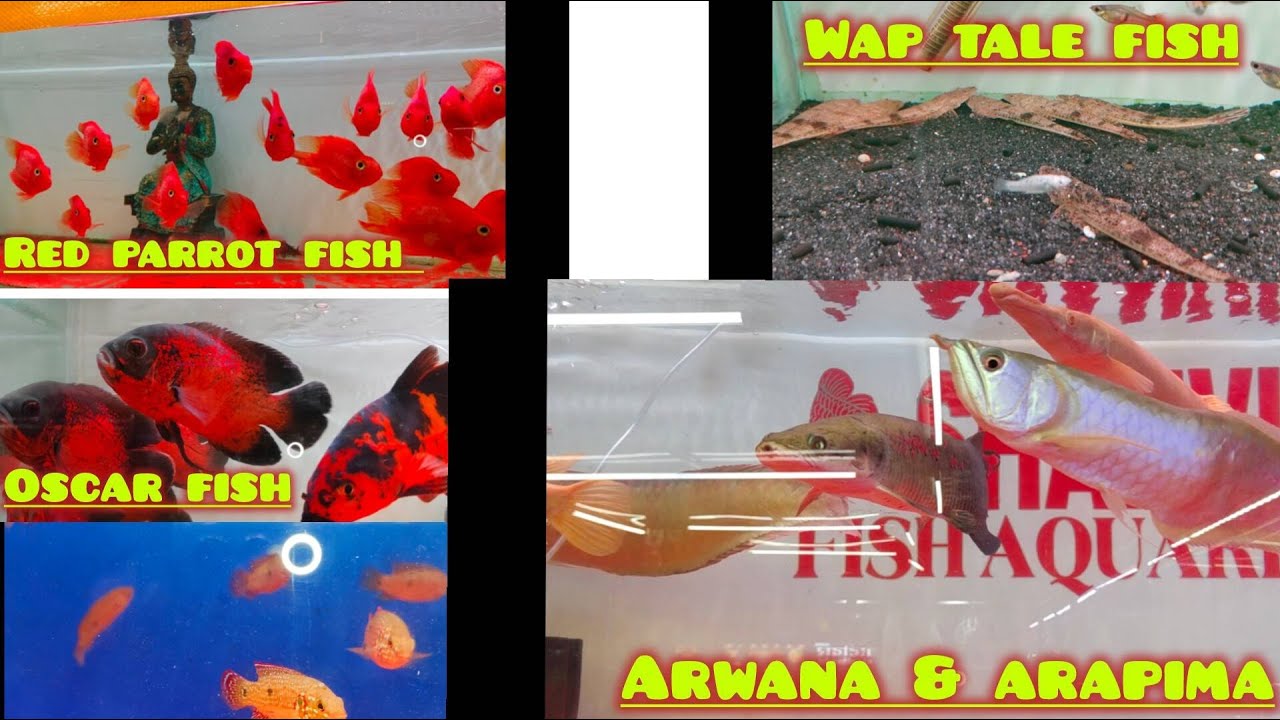 “Shanvi Fish Aquarium Stock System Setup – Full Tour & Secret Tips!”