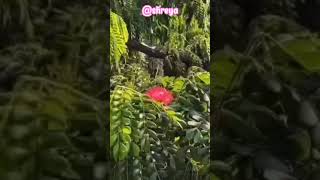 সিঙ্গুর 😌💓 #viralvideo #viral #viralshort #viralshorts #viralvideos #viralreels #singur #2k26
