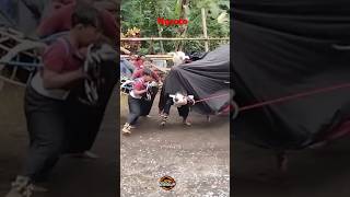 Ngroto Kalapan X Mberot Bantengan shorts tebubalap