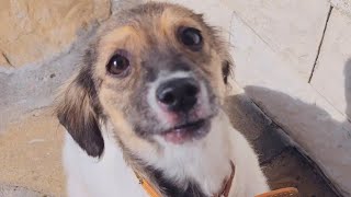 Abandoned Puppy Now Has A Home