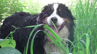 Bella Swimming In The Swahili River May 28th 2024 by Steve Trimboli 119 views 18 hours ago 21 minutes