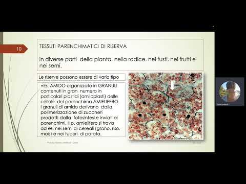 Video: Xerofita è un aggettivo?