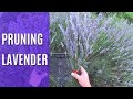 Pruning Lavender.