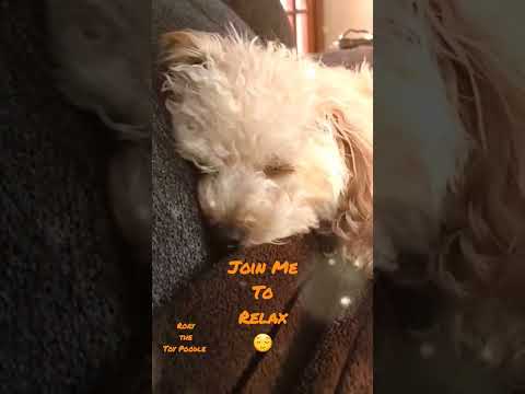 RELAX WITH MY PUPPY #shorts #relax #pets