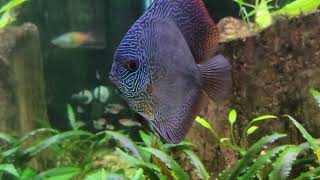 new discus fish new fish from my local store cubiod