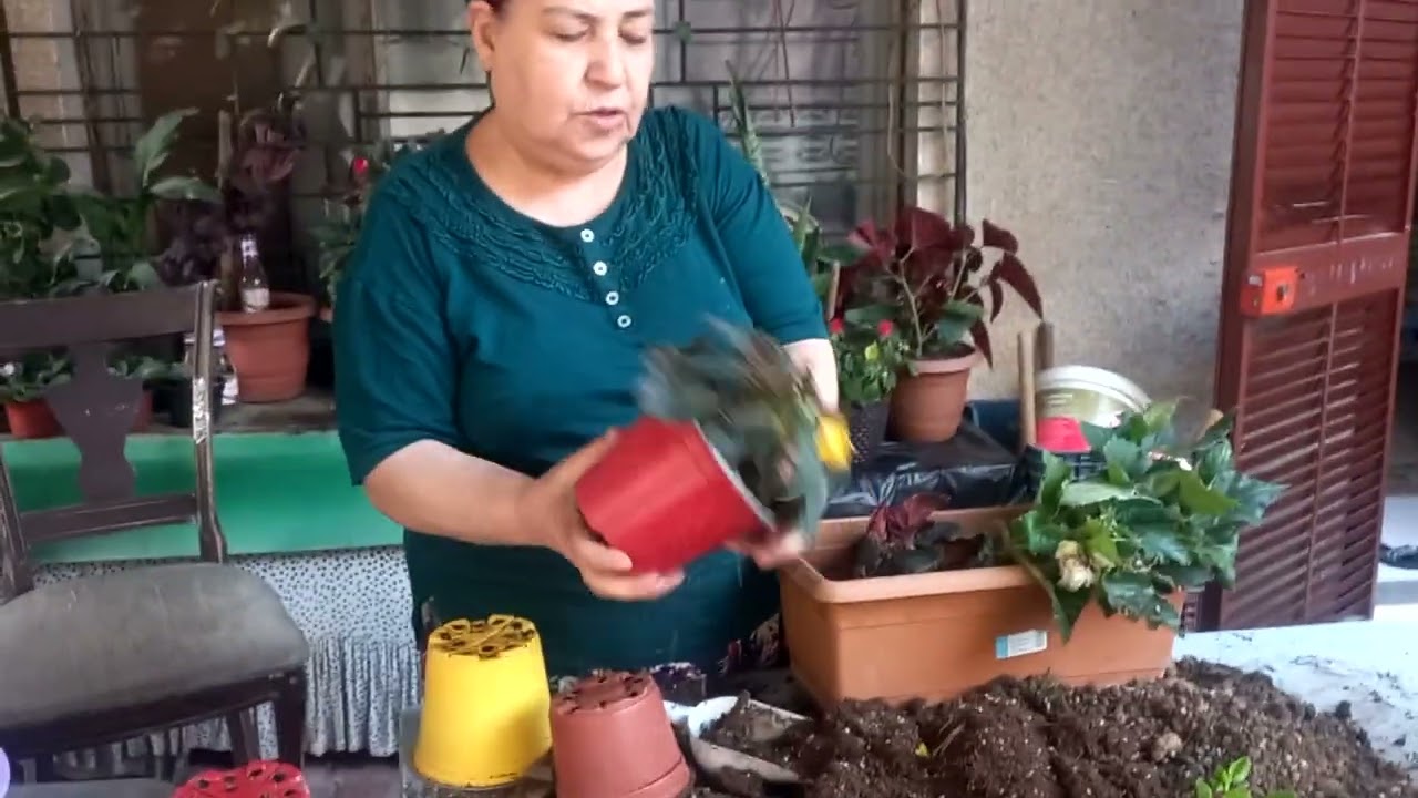 GELİN DAMAT ÇİÇEĞİ SAKSI DEĞİŞİMİ / GELÎN DAMAT ÇİÇEĞI RENKLERİ (YAZDAN KALMA VİDEO)