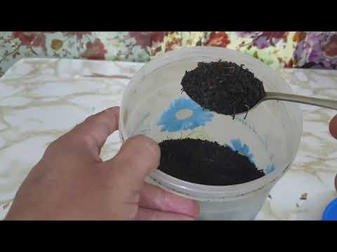 فيديو: إكسير الشاي للنباتات