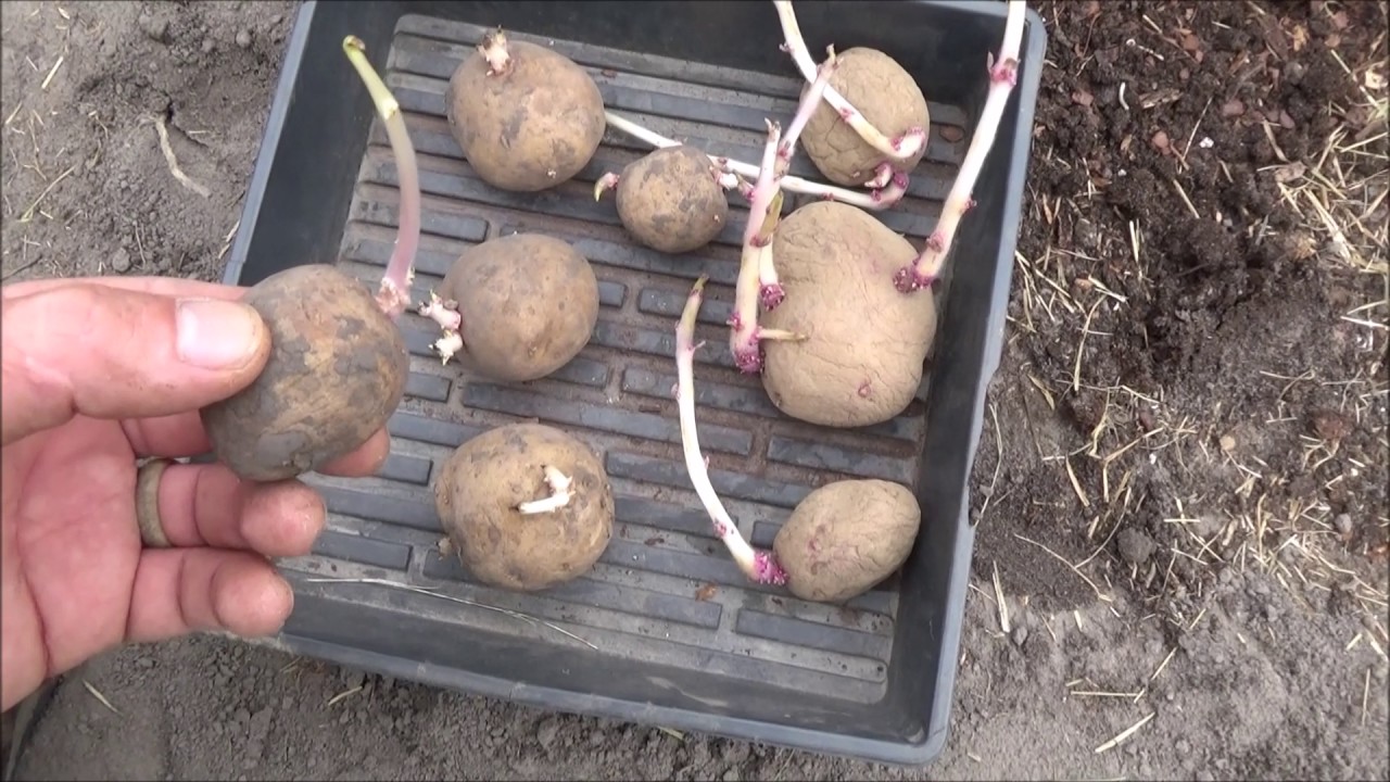 planting potatoes in a cage
