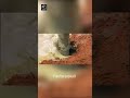 Do you know about this big colony of ants? #shorts #trending