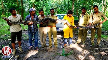 14 Feet Python Rescued by Forest Dept In Nagaon Assam | V6 Telugu News