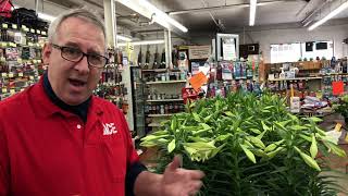 Easter flowers at TENNIES Ace Hardware