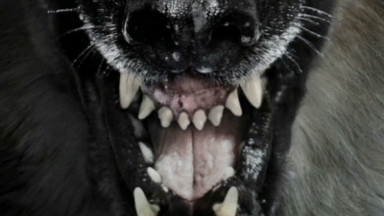 Creepypasta#24 zootopia la pelicula maldita (temporada 1)