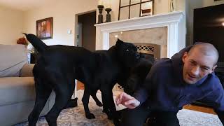 Do You WRESTLE BOND Your Cane Corso