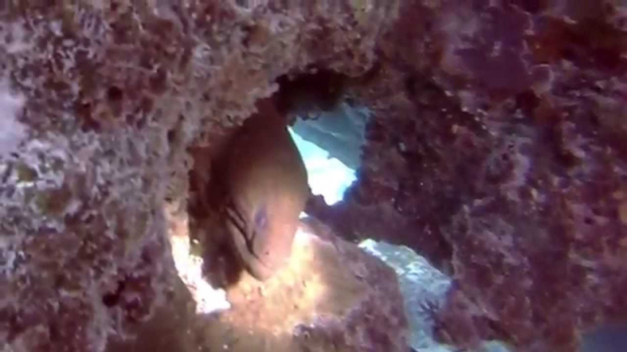 Scuba Diving Fiji's Rainbow Reef - Soft Coral Capital of the World!