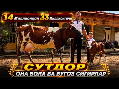 ЧАШМАЛИ ОНА БОЛА ВА БУГОЗ СИГИРЛАР