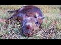 Cheap Crossbow VS. Boar Hog!