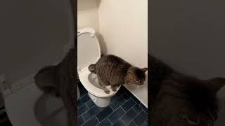 CAT POOPING IN THE TOILET