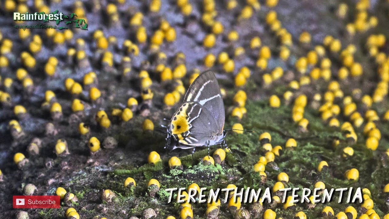 Discovery of a New Caterpillar - Ant - Parasitic Plant Relationship