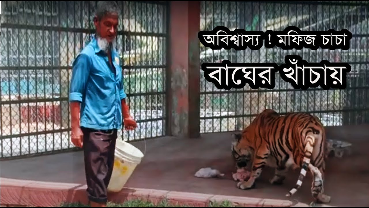 অবিশ্বাস্য ! বাঘের খাঁচায় বাঘসহ মফিজ চাচা ।।  চট্টগ্রাম চিড়িয়াখানায় কিভাবে খাবার দেয় দেখুন
