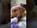 Poppy Takes Daisy's Toy