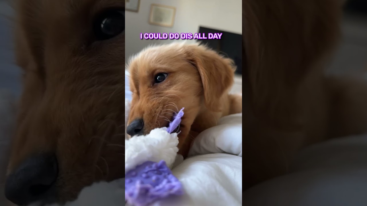 Poppy Takes Daisy's Toy