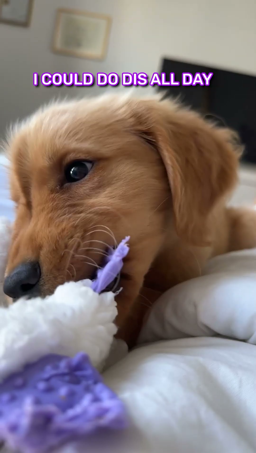 Poppy Takes Daisy's Toy
