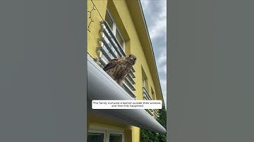 This family nurtured a kestrel outside their window, and then this happened #animalshorts