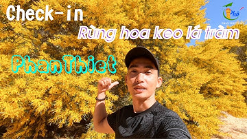 Rừng keo lá tràm  điểm check-in không thể bỏ lỡ Khi đi du lịch Phan Thiết  🏝