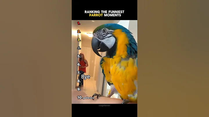 🦜Ranking The Funniest Parrot Moments! 🦜