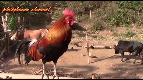 kuv 2 tug qaib dib  cuab tuaj zoo heev 2019