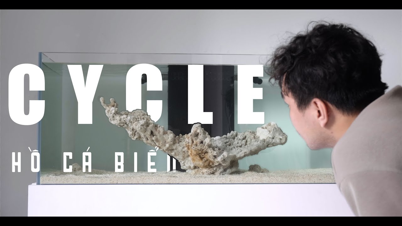 cycle-h-c-bi-n-san-h-ai-frag-box-t-p-2-how-i-do-cycle-reef