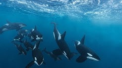 Стайное нападение Касатки нападение касаток на морского льва