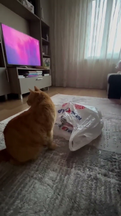 Гарик хочет залесть в пакет но он занят 🐈📦/Garik wants to get into the bag but he's busy 🐈📦