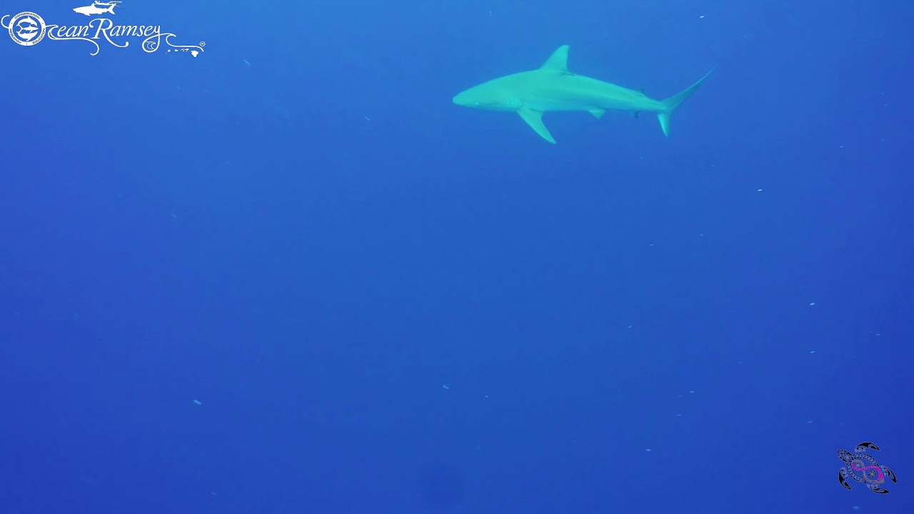 Shark Diving with Ocean Ramsey and One Ocean Diving GoPro Footage