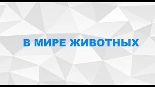 Шиншиллы