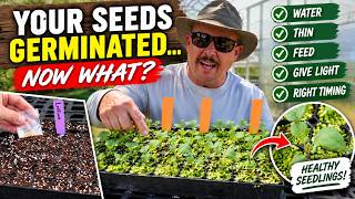 DO THESE THINGS for Strong, Healthy Seedlings