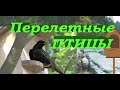 Перелетные птицы по весне возвращаются домой из теплых краев