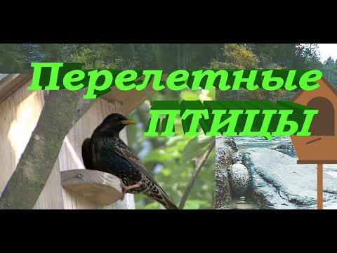 Перелетные птицы по весне возвращаются домой из теплых краев