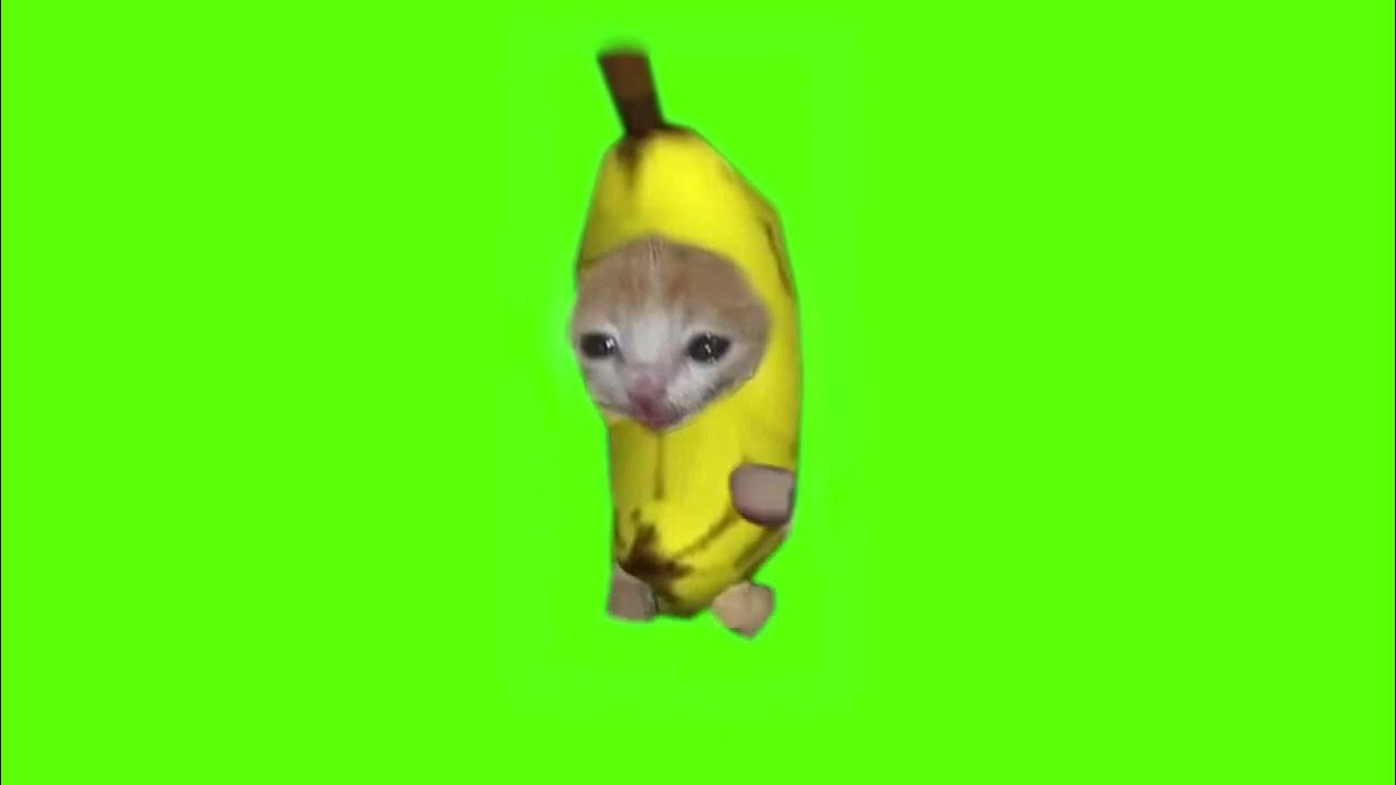 Banana Cat Running Green Screen YouTube