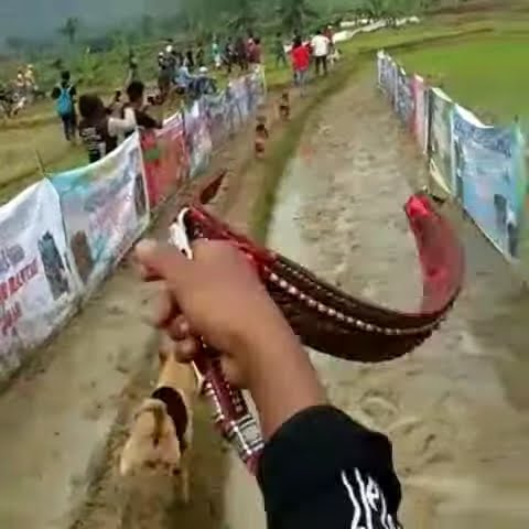 BERBURU BABI GUNUNG TERONG BINTANG SELO 03 LINTAU